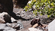 remains of a quarry in Barranco de los Albarderos, Villa de Arico