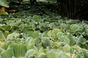 JardÃ­n de AclimataciÃ³n de La Orotava, Puerto de la Cruz