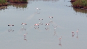 flamingos!?! @Marina di Ravenna