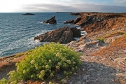 CÃ´te Sauvage, Presqu'Ã®le de Quiberon, Bretagne/France