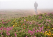 evening fog on Cap de la ChÃ¨vre, presqu'Ã®le de Crozon, Bretagne/France, Â©Jonna