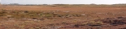 count the rabbits, Plage de La Torche, Bretagne/France