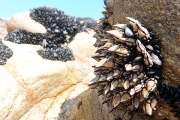 Percebes/PÃ©donculÃ©s on CÃ´te Sauvage, Presqu'Ã®le de Quiberon, Bretagne/France, Â©Jonna