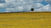 sunflowers, Auvergne/France