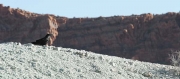 Arches NP, Utah