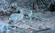 Rabbit on Devils Garden trail, Arches NP, Utah