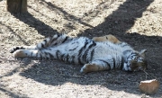 Wild Animal Sanctuary, Keenesburg, Colorado