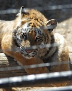 Wild Animal Sanctuary, Keenesburg, Colorado