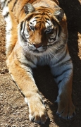 Wild Animal Sanctuary, Keenesburg, Colorado