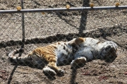 Wild Animal Sanctuary, Keenesburg, Colorado