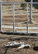 Wild Animal Sanctuary, Keenesburg, Colorado