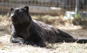 Eddie, Wild Animal Sanctuary, Keenesburg, Colorado