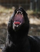 Eddie, Wild Animal Sanctuary, Keenesburg, Colorado