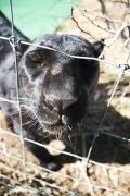 Eddie, Wild Animal Sanctuary, Keenesburg, Colorado