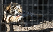 Wild Animal Sanctuary, Keenesburg, Colorado