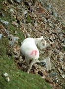 the devil, Crib goch, Snowdonia