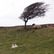 Cuckmere valley, Eastbourne, Feb.22nd, Â©Jonna