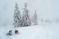 You know it's snowing hard when... dogs turn all white while you're getting ready to ski back down. Soriška planina, Feb.9