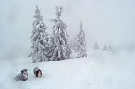  You know it's snowing hard when... dogs turn all white while you're getting ready to ski back down. Soriška planina, Feb.9