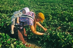 sleeping in a strawberry field, June 20th