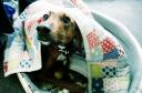 hound