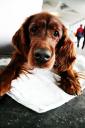 irish setter