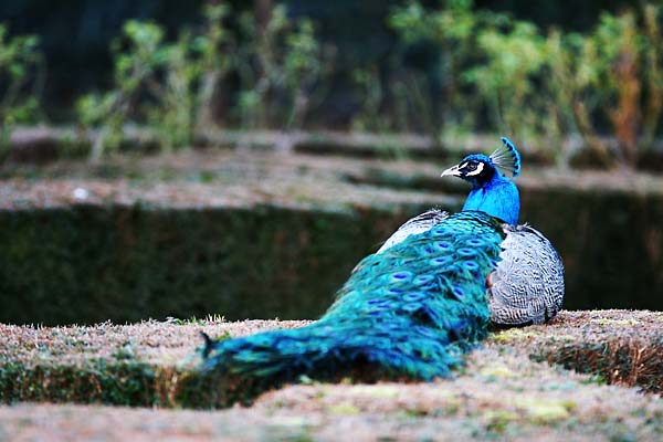 Peacock