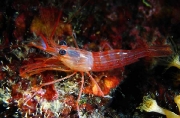 unknown shrimp