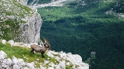 Ibex above Vrata valley