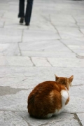 cat in a mosque