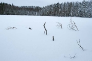 submerged and snow covered fallen tree in Sorvanen lake near Lahti