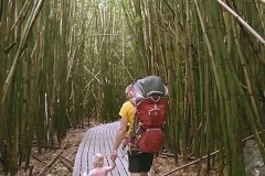 Pipiwai trail bamboo forest, Kipahulu, ©Jonna