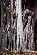 my favorite ficus, JardÃ­n de AclimataciÃ³n de la Orotava